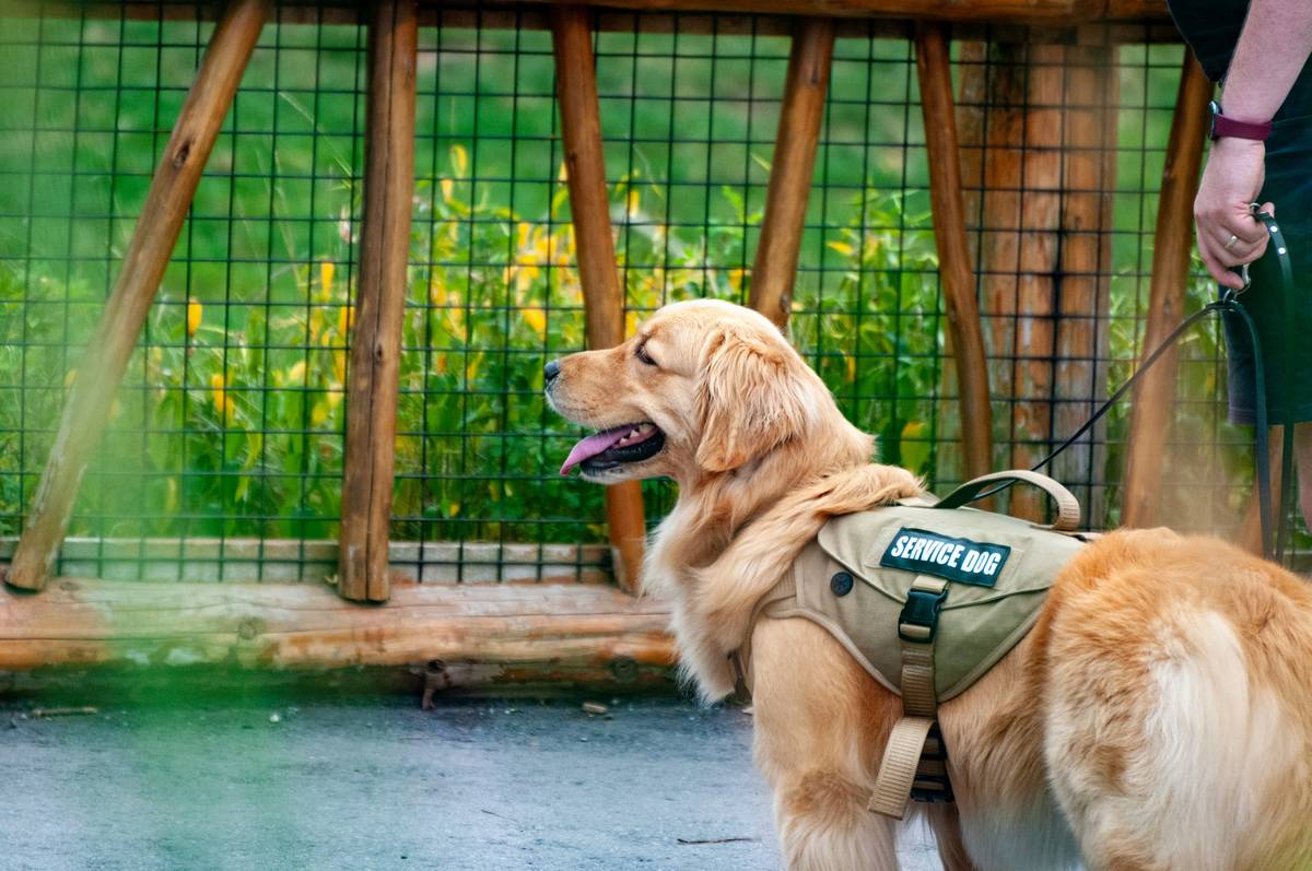 service dog task coaching with golden retriever retrieving medication bottle from counter