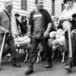 Service Dog Public Behavior Standards: 7 Proven Ways to Avoid Costly Mistakes