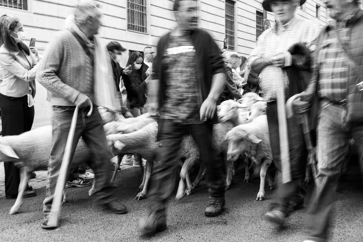 Service Dog Public Behavior Standards: 7 Proven Ways to Avoid Costly Mistakes
