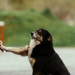 Service Dog Task Coaching: 7 Proven Tips to Avoid Costly Mistakes