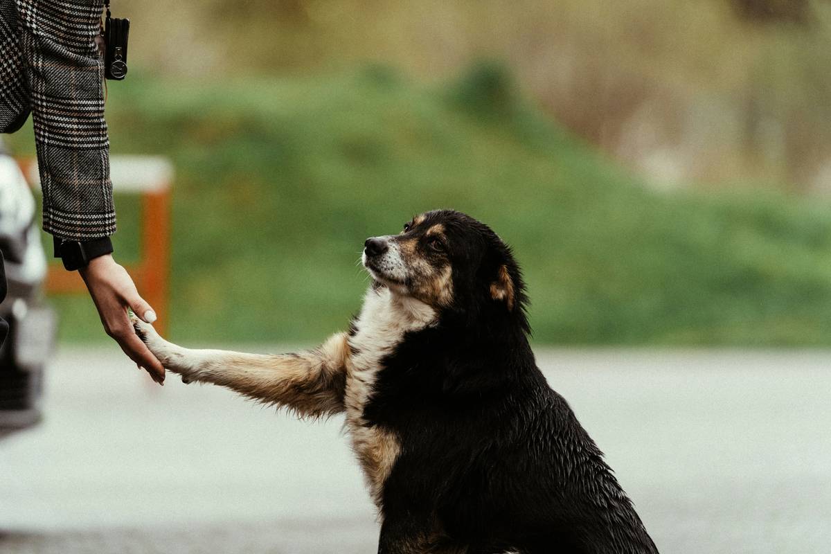 Service Dog Task Coaching: 7 Proven Tips to Avoid Costly Mistakes
