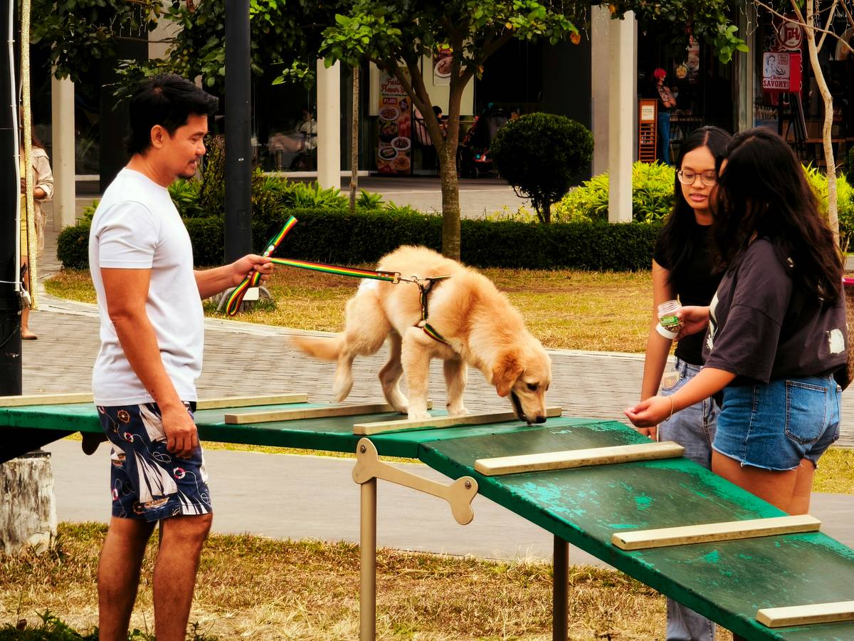 A golden retriever service dog sitting calmly beside its handler in a busy coffee shop, demonstrating service dog public behavior standards